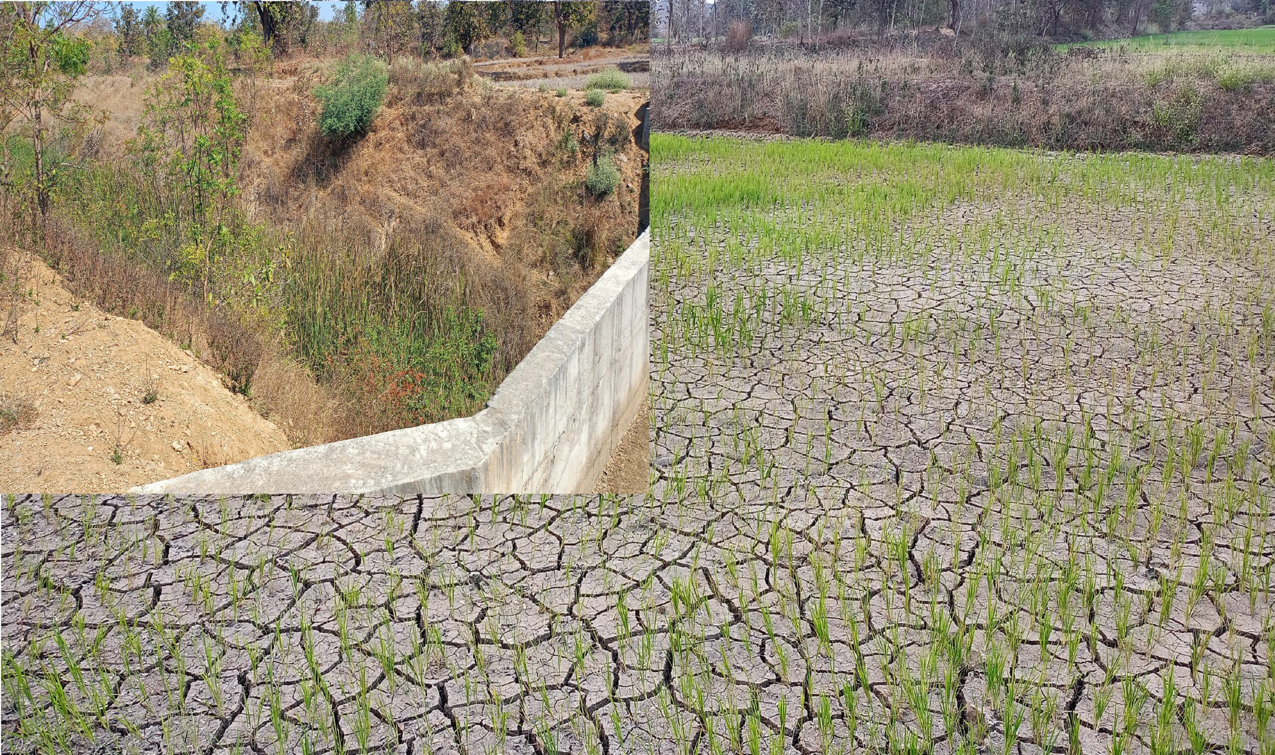 पाण्याविना शेत जमिनीला पडल्या भेगा; नहर प्रशासनाचे दुर्लक्ष